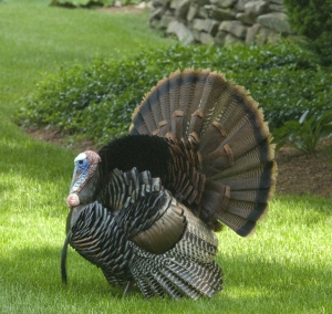 1250281_wild_turkey.jpg